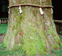 樹高35メートル、樹齢800年と推定される『ご神木の杉』