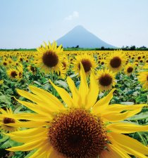 指宿 桜島が見えるヒマワリ畑