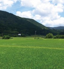 知覧 田園風景